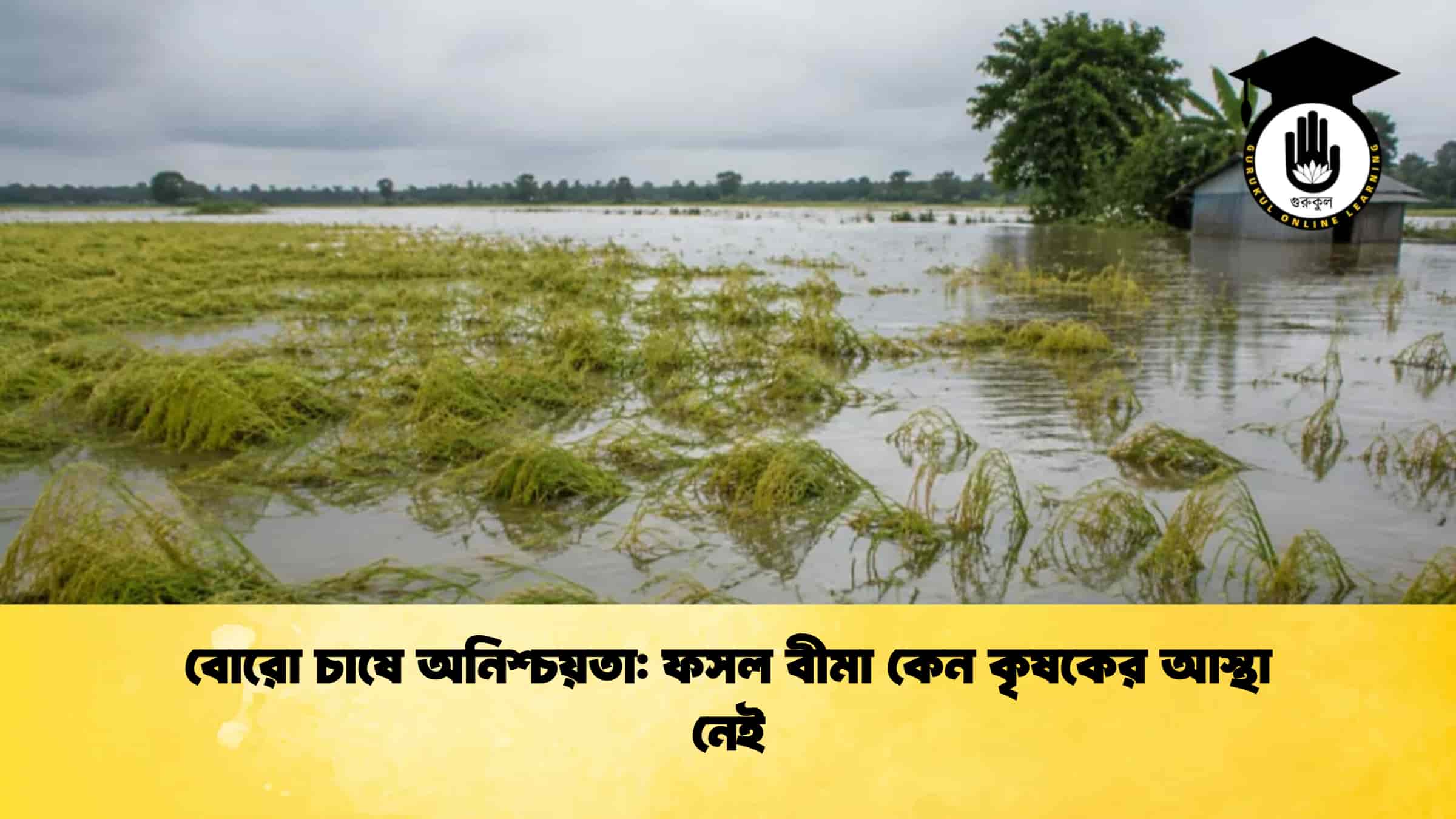 বোরো চাষে অনিশ্চয়তা ফসল বীমা কেন কৃষকের আস্থা নেই